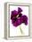 Pansies III-Julia McLemore-Framed Premier Image Canvas