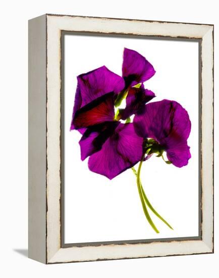 Pansies III-Julia McLemore-Framed Premier Image Canvas