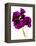 Pansies III-Julia McLemore-Framed Premier Image Canvas