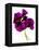 Pansies III-Julia McLemore-Framed Premier Image Canvas