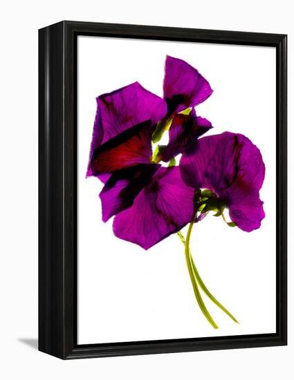 Pansies III-Julia McLemore-Framed Premier Image Canvas