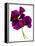 Pansies III-Julia McLemore-Framed Premier Image Canvas