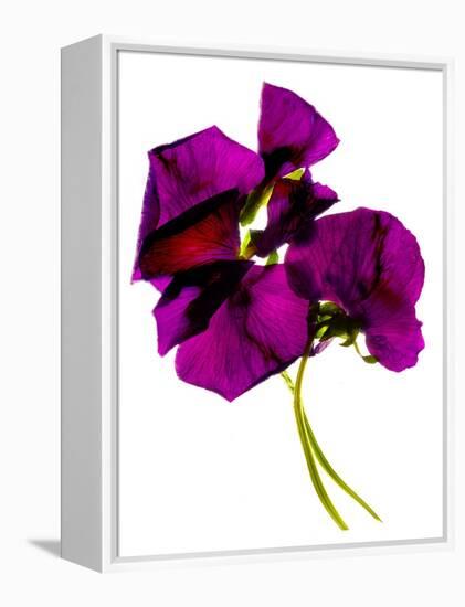 Pansies III-Julia McLemore-Framed Premier Image Canvas