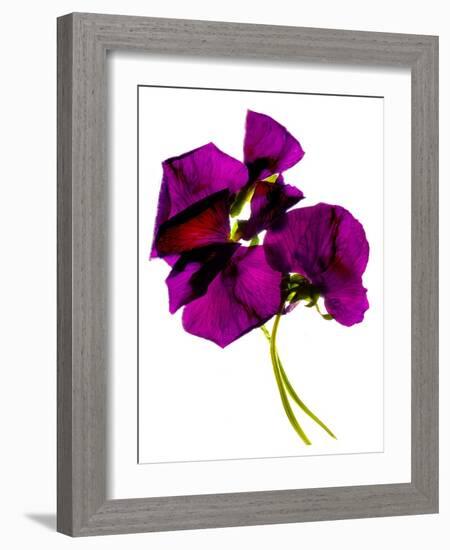 Pansies III-Julia McLemore-Framed Photographic Print