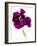 Pansies III-Julia McLemore-Framed Photographic Print