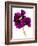 Pansies III-Julia McLemore-Framed Photographic Print