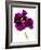 Pansies III-Julia McLemore-Framed Photographic Print