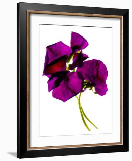 Pansies III-Julia McLemore-Framed Photographic Print