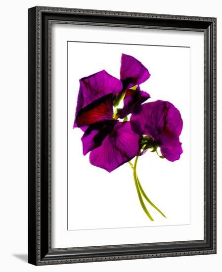 Pansies III-Julia McLemore-Framed Photographic Print