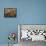 Pansies (Viola Sp,)-Vaughan Fleming-Framed Premier Image Canvas displayed on a wall