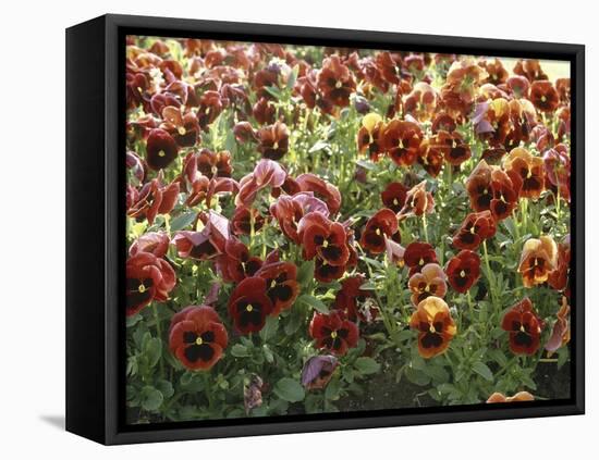 Pansies (Viola Sp,)-Vaughan Fleming-Framed Premier Image Canvas