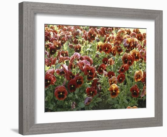 Pansies (Viola Sp,)-Vaughan Fleming-Framed Photographic Print