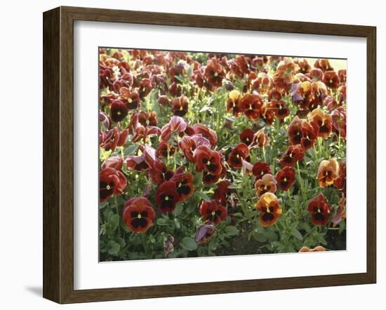 Pansies (Viola Sp,)-Vaughan Fleming-Framed Photographic Print