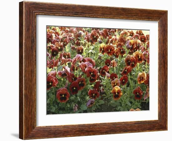 Pansies (Viola Sp,)-Vaughan Fleming-Framed Photographic Print