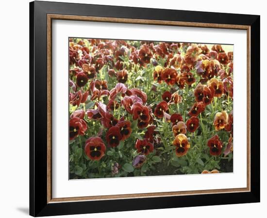 Pansies (Viola Sp,)-Vaughan Fleming-Framed Photographic Print