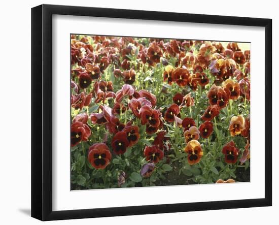 Pansies (Viola Sp,)-Vaughan Fleming-Framed Photographic Print