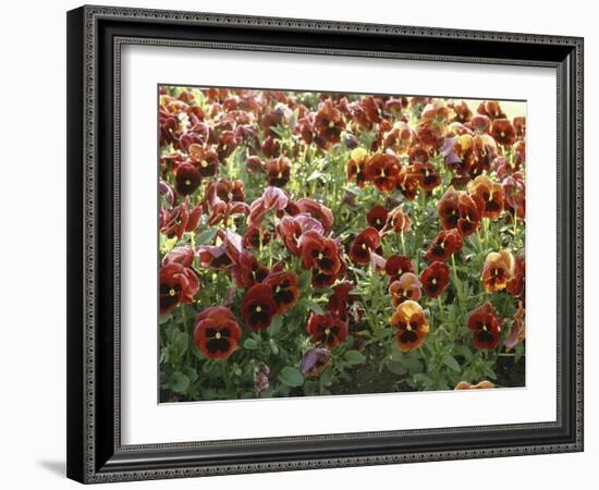 Pansies (Viola Sp,)-Vaughan Fleming-Framed Photographic Print