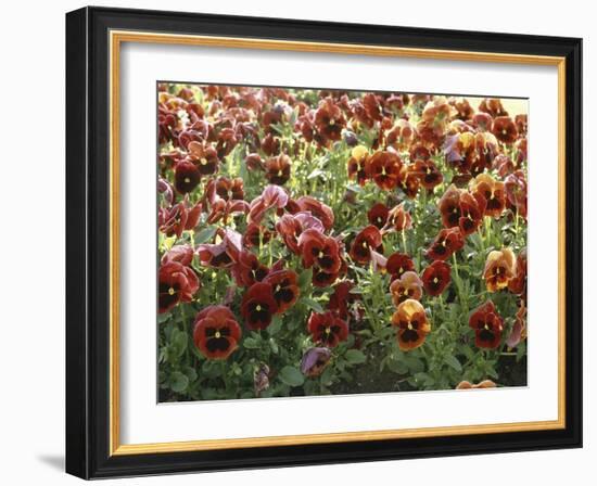 Pansies (Viola Sp,)-Vaughan Fleming-Framed Photographic Print