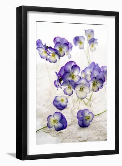 Pansies (Viola Sp.)-Erika Craddock-Framed Photographic Print