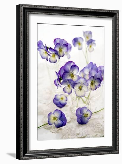 Pansies (Viola Sp.)-Erika Craddock-Framed Photographic Print