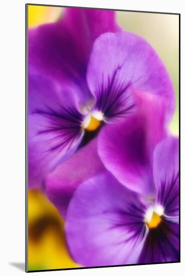 Pansies (Viola X Wittrockiana)-Maria Mosolova-Mounted Photographic Print