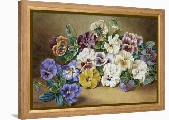 Pansies-Thomas Frederick Collier-Framed Premier Image Canvas