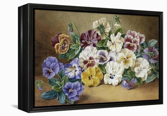 Pansies-Thomas Frederick Collier-Framed Premier Image Canvas