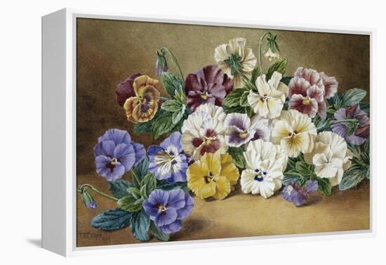 Pansies-Thomas Frederick Collier-Framed Premier Image Canvas