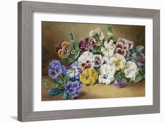 Pansies-Thomas Frederick Collier-Framed Giclee Print