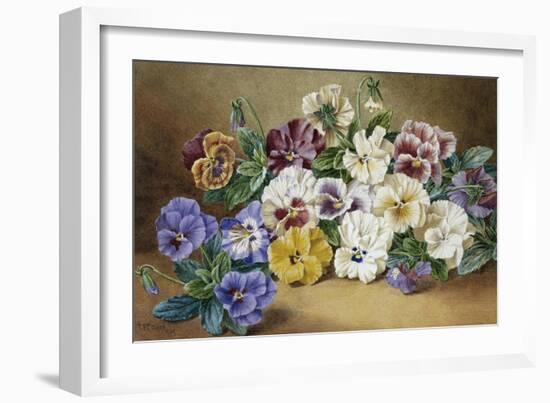 Pansies-Thomas Frederick Collier-Framed Giclee Print