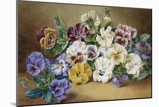 Pansies-Thomas Frederick Collier-Mounted Giclee Print