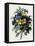 Pansies-Pierre-Joseph Redouté-Framed Premier Image Canvas