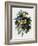 Pansies-Pierre-Joseph Redouté-Framed Giclee Print