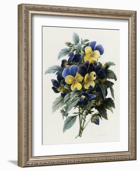 Pansies-Pierre-Joseph Redouté-Framed Giclee Print