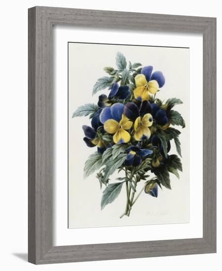 Pansies-Pierre-Joseph Redouté-Framed Giclee Print