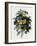 Pansies-Pierre-Joseph Redouté-Framed Giclee Print