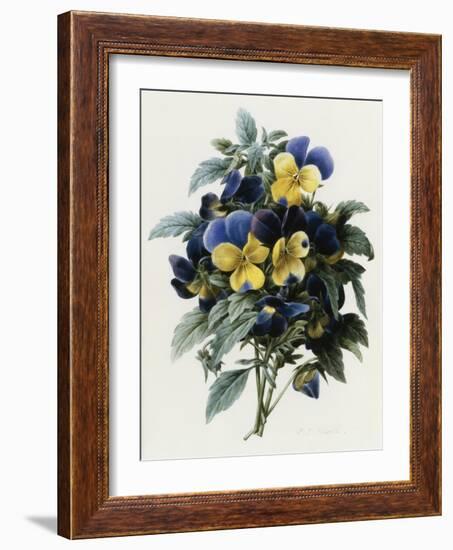 Pansies-Pierre-Joseph Redouté-Framed Giclee Print