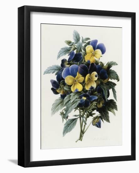 Pansies-Pierre-Joseph Redouté-Framed Giclee Print