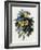 Pansies-Pierre-Joseph Redouté-Framed Giclee Print