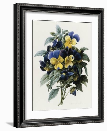 Pansies-Pierre-Joseph Redouté-Framed Giclee Print