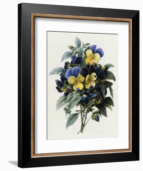 Pansies-Pierre-Joseph Redouté-Framed Giclee Print