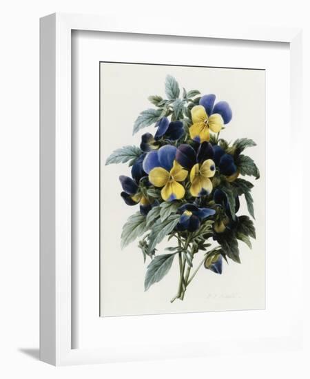 Pansies-Pierre-Joseph Redouté-Framed Giclee Print