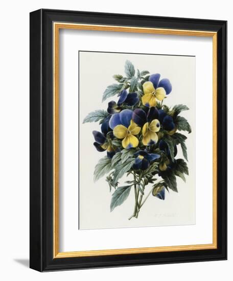 Pansies-Pierre-Joseph Redouté-Framed Giclee Print