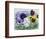 Pansies-Christopher Ryland-Framed Giclee Print