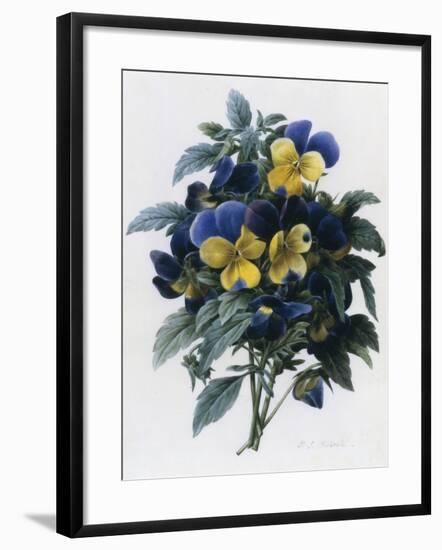 Pansies-Pierre-Joseph Redouté-Framed Giclee Print