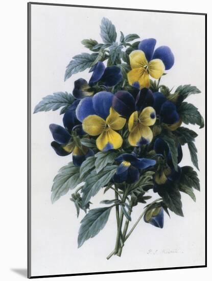 Pansies-Pierre-Joseph Redouté-Mounted Giclee Print