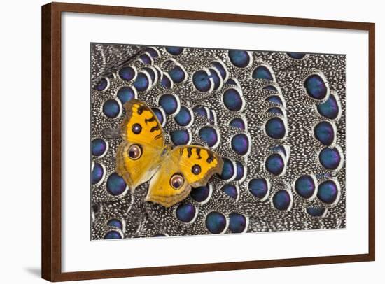 Pansy Butterfly on Grey Peacock Pheasant Feather Design-Darrell Gulin-Framed Photographic Print