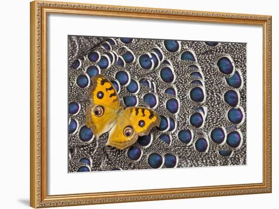 Pansy Butterfly on Grey Peacock Pheasant Feather Design-Darrell Gulin-Framed Photographic Print