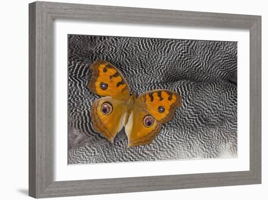 Pansy Butterfly on Helmeted Guineafowl Feathers-Darrell Gulin-Framed Photographic Print