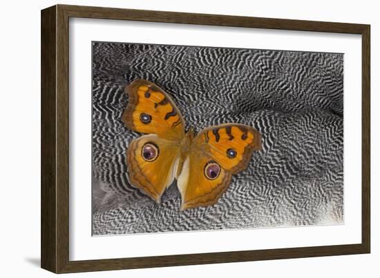 Pansy Butterfly on Helmeted Guineafowl Feathers-Darrell Gulin-Framed Photographic Print